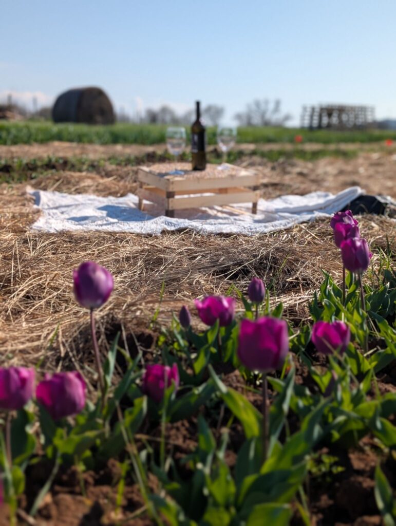 Tulipani e tramonti - picnic aperitivo di primavera